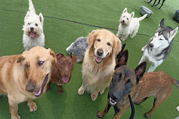 Escuela Canina