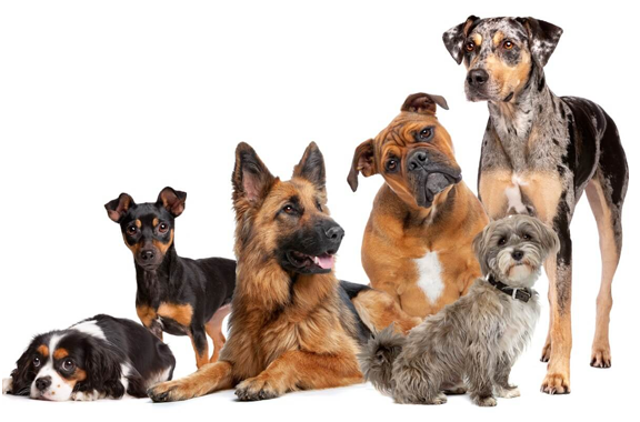 Guardería Canina