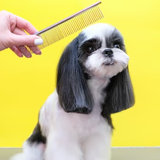 Estetica Canina
