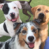 Guardería Canina