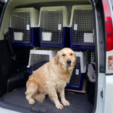 Transporte Canino